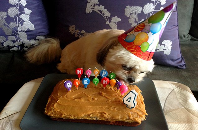 party down dog birthday cake recipe