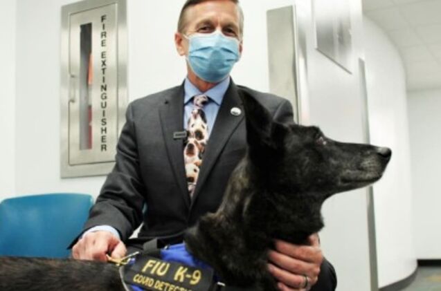 first in us amazing dogs sniff out covid in miami dade airport