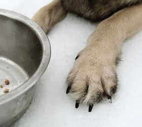 How to Properly Disinfect Dog Bowls