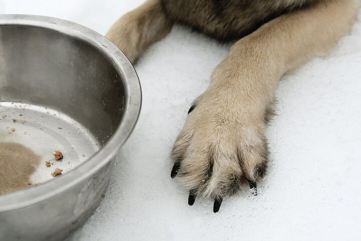 how to properly disinfect dog bowls