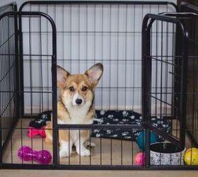 Why You Should Start Puppy Crate Training Now