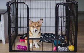 Why You Should Start Puppy Crate Training Now
