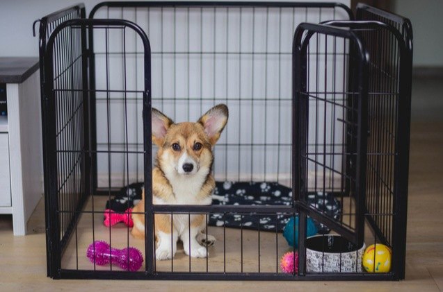 why you should start puppy crate training now