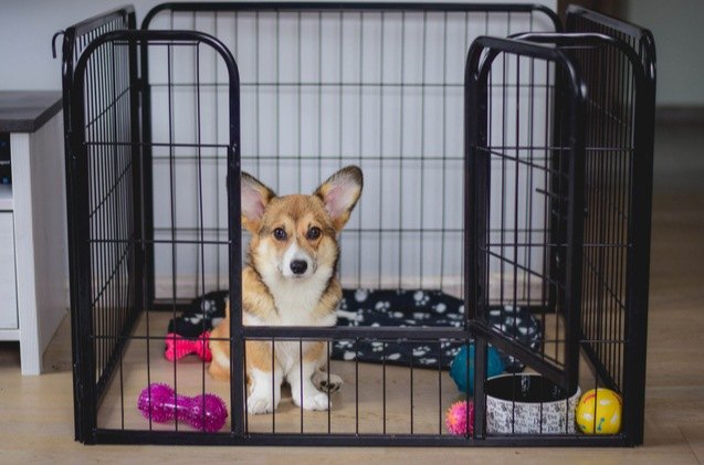 Why You Should Start Puppy Crate Training crate training dog play pen dog toys happy dog