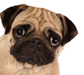 Seeing Cross-Eyed: What is Strabismus in Dogs?
