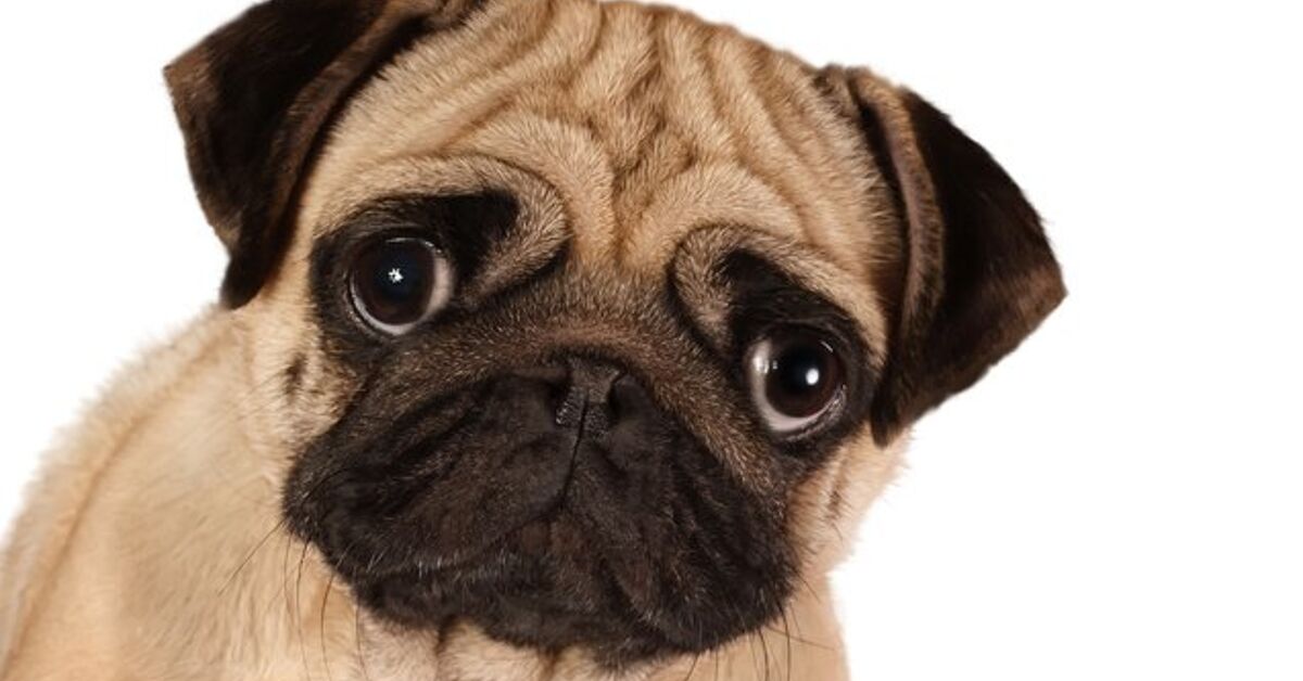 Seeing Cross-Eyed: What is Strabismus in Dogs?