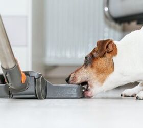 Research Shows What Appliances Your Dog Hates