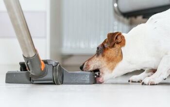 Research Shows What Appliances Your Dog Hates