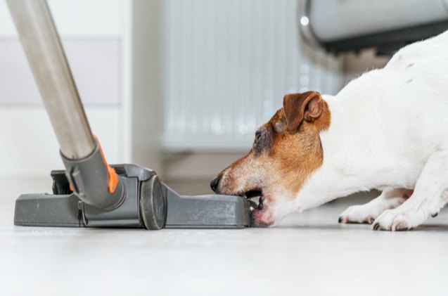 research shows what appliances your dog hates