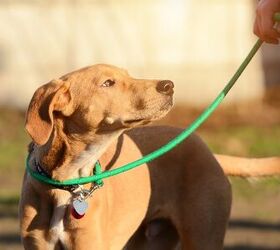 How To Choose The Best Type Of Leash For Your Dog