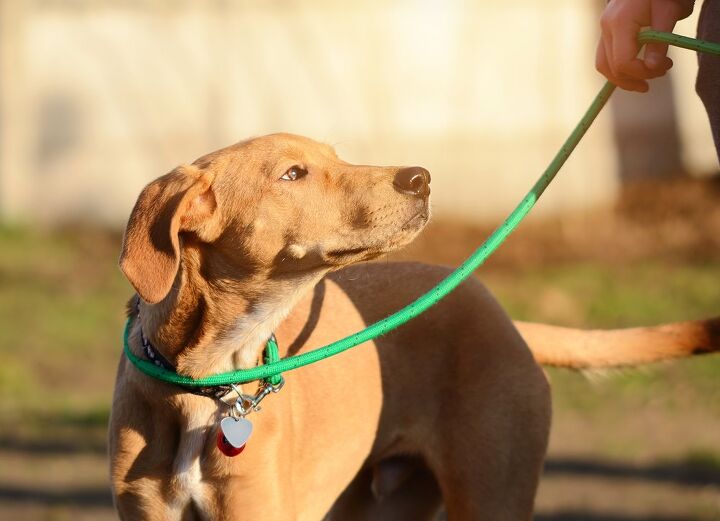 how to choose the best type of leash for your dog