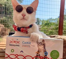 Basepaws Breed + Health DNA Test For Cats: What Every Cat Parent Needs
