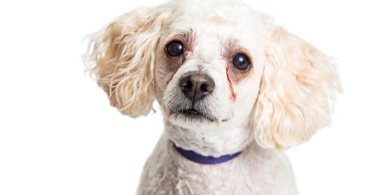 Why Do Dogs Get Eye Boogers PetGuide