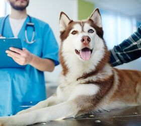 pet wellness doesnt have to cost a fortune