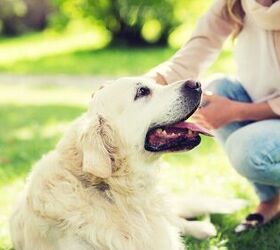 pet wellness doesnt have to cost a fortune