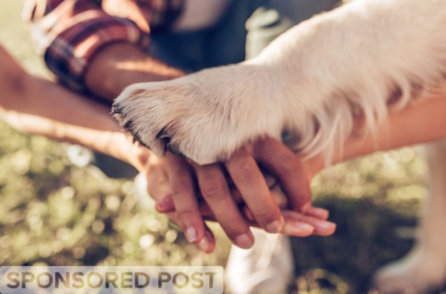 breeder connect the ethical way to connect and find your perfect breed