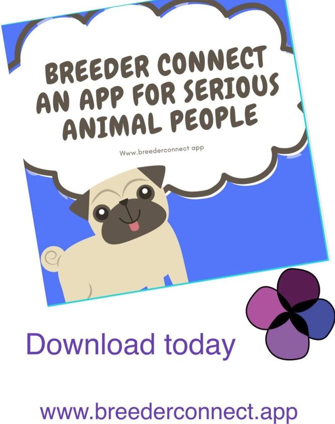 breeder connect the ethical way to connect and find your perfect bree
