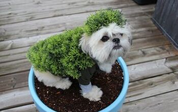 DIY Halloween Costumes for Dogs: Chia Pet