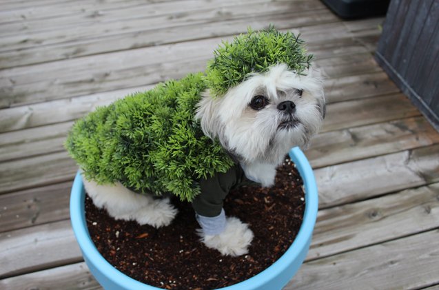 diy halloween costumes for dogs chia pet