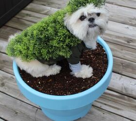 DIY Halloween Costumes for Dogs: Chia Pet