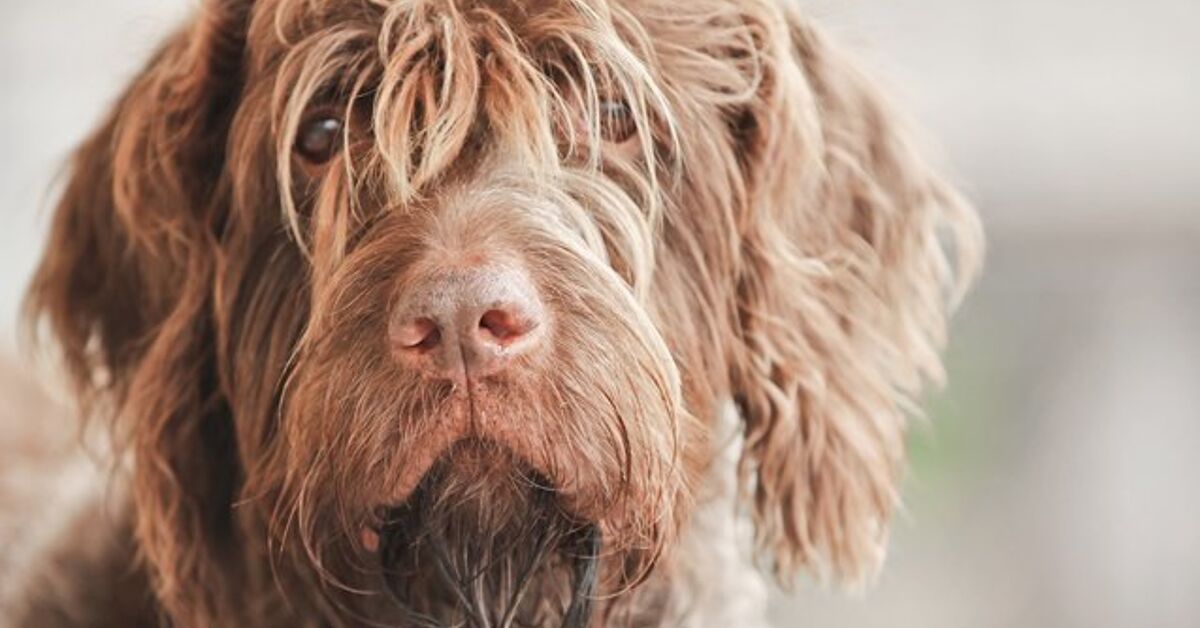 Grooming Basics: All About Hand Stripping | PetGuide