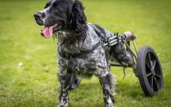 Wheelchairs For Dogs: How To Know If Your Dog Needs One