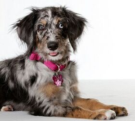 are aussie poodle hypoallergenic
