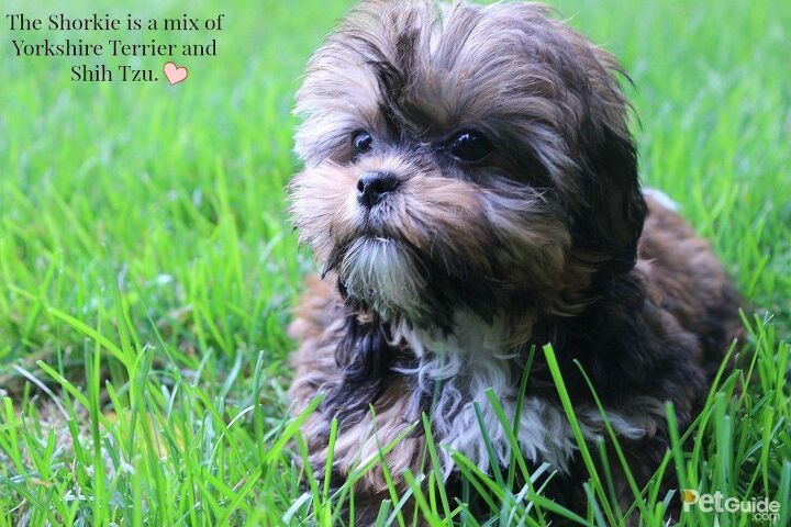 Shorkie Dogs Yorkshire And Shih Tzu Mix Yorkshire Terrier Black