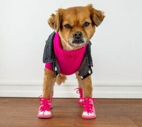 Do Dogs Need Shoes?