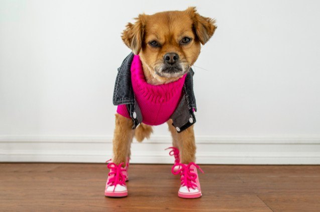 Dog wearing shoes outdoors Dog wearing shoes outdoors