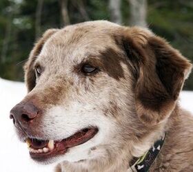 How To Keep Senior Dogs Comfortable This Winter