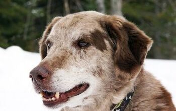 How To Keep Senior Dogs Comfortable This Winter