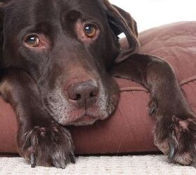 Tips On Making Your Home Comfortable For Your Senior Dog