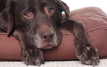 Tips On Making Your Home Comfortable For Your Senior Dog