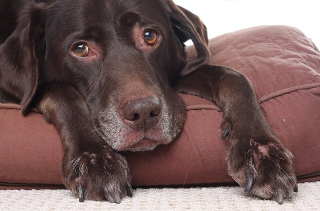 tips on making your home comfortable for your senior dog
