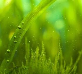 7 Common Types of Algae Found in Freshwater Aquariums