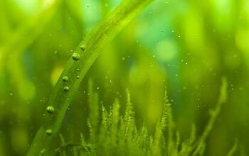 7 Common Types of Algae Found in Freshwater Aquariums