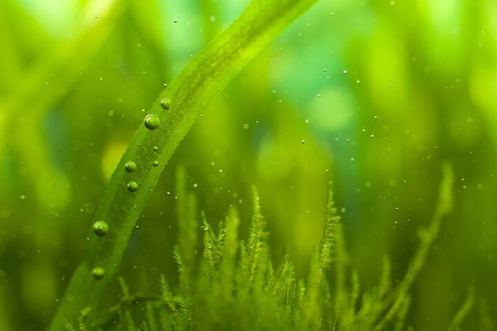 7 common types of algae found in freshwater aquariums