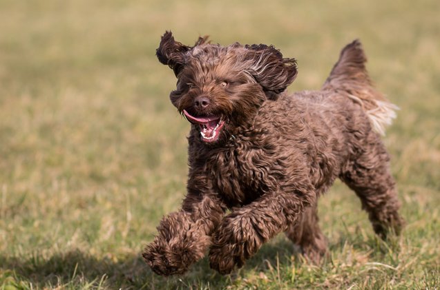 Springerdoodle Dog Breed Information and Pictures - PetGuide | PetGuide