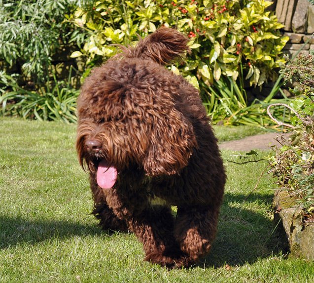 Springadale Dog Springerdoodle Dog Breed Information and Pictures - PetGuide | PetGuide