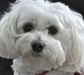 Maltipoo food outlet recommendations