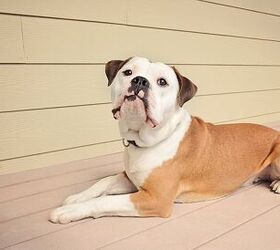 Olde English Bulldogge Dog Breed Temperament, Health, Feeding and Puppies -  PetGuide