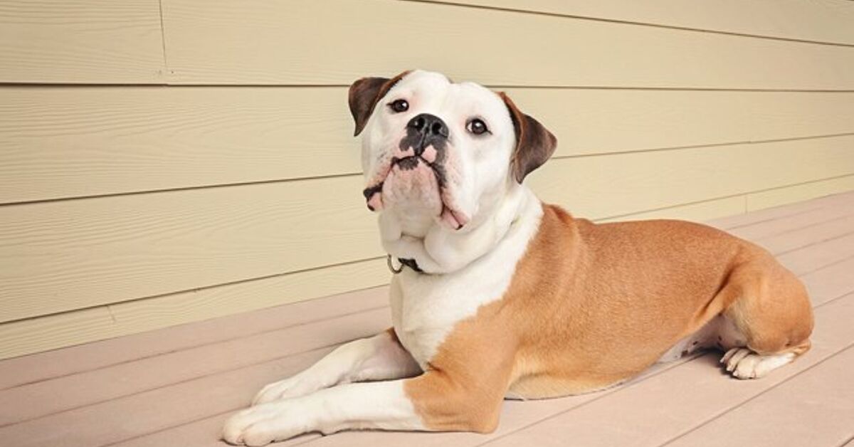 Olde English Bulldogge Dog Breed Temperament, Health, Feeding and Puppies -  PetGuide | PetGuide