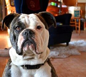 Olde English Bulldogge Dog Breed Temperament, Health, Feeding and - PetGuide | PetGuide