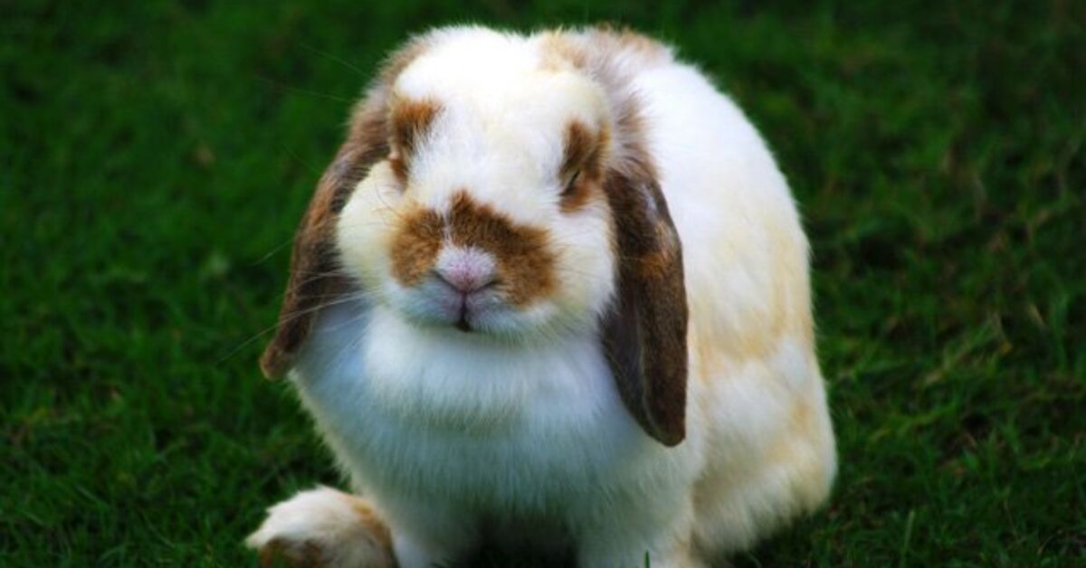 Holland Lop Rabbit Health, Temperament, Coat, Health and Care ...
