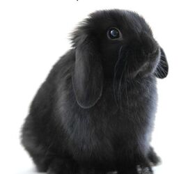 Cute Lop Rabbit Weighing Scale Stock Image - Image of matter