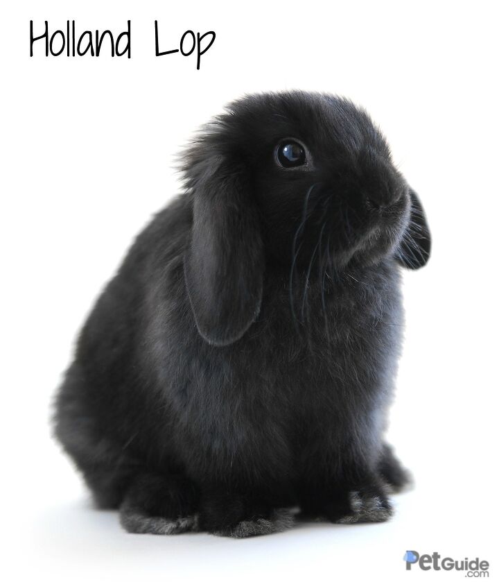 Mini Lop Rabbits Size Holland Lop Rabbit | PetMD