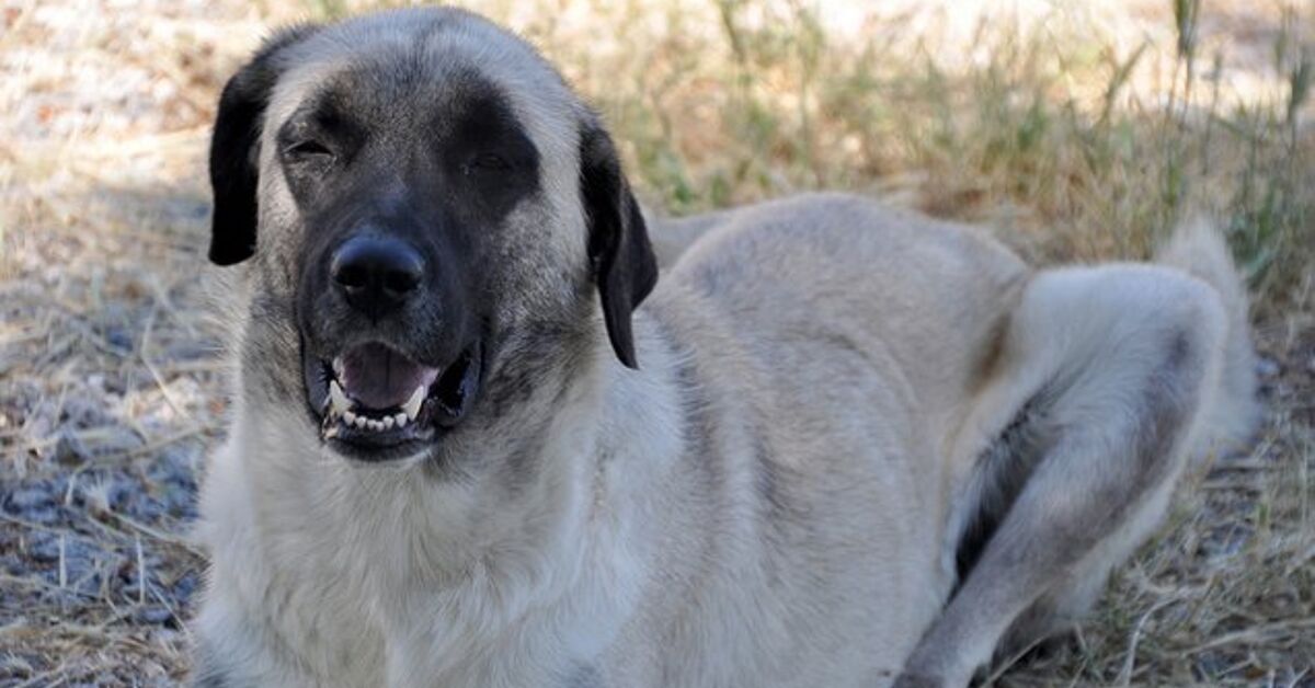 Kangal Dog Dog Breed Information and Pictures - PetGuide