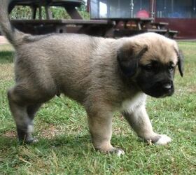 what are kangal dogs used for