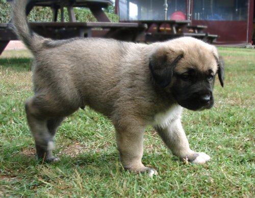 Kangal Dog Dog Breed Information and Pictures - PetGuide | PetGuide